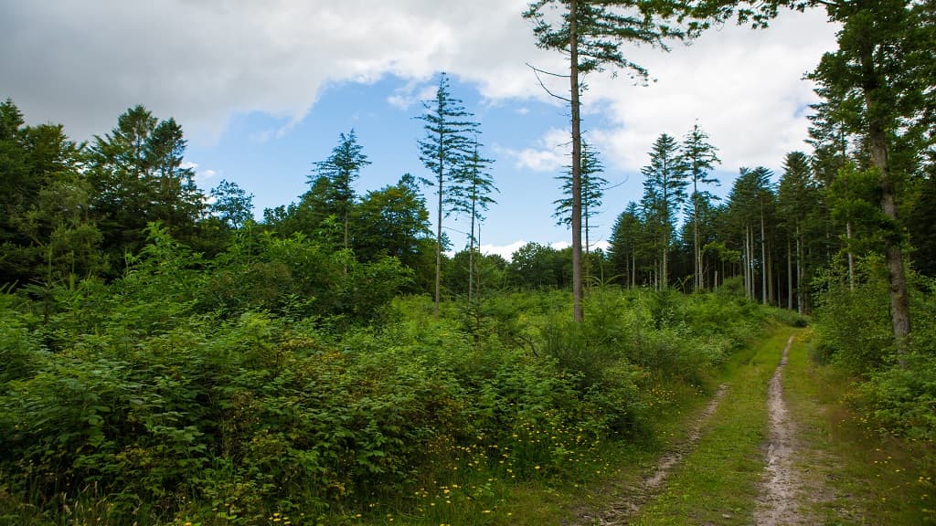 Dronninglund Forest and Sømosen