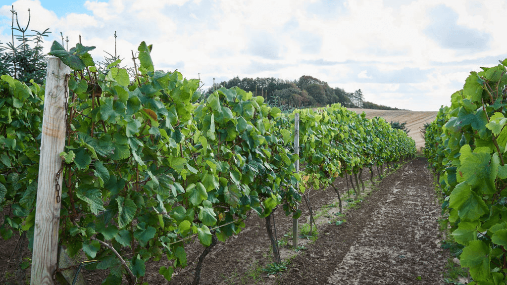 Alderslyst Weinberg