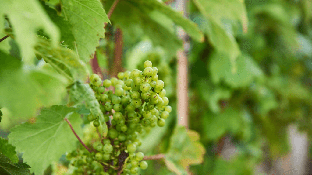 Alderslyst Weinberg