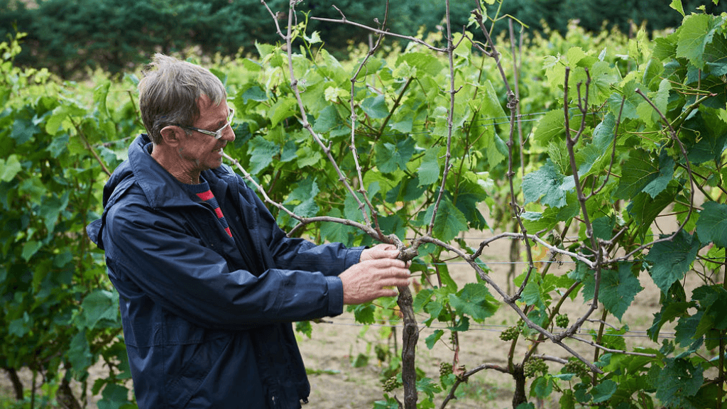 Alderslyst Weinberg