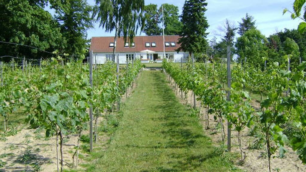 Alderslyst Weinberg