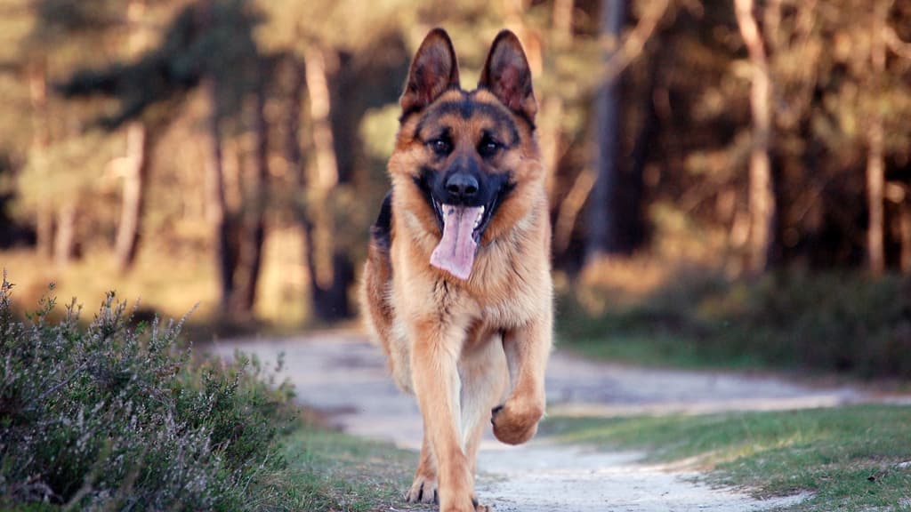 Dog park - Sømosen (Dronninglund Storskov)