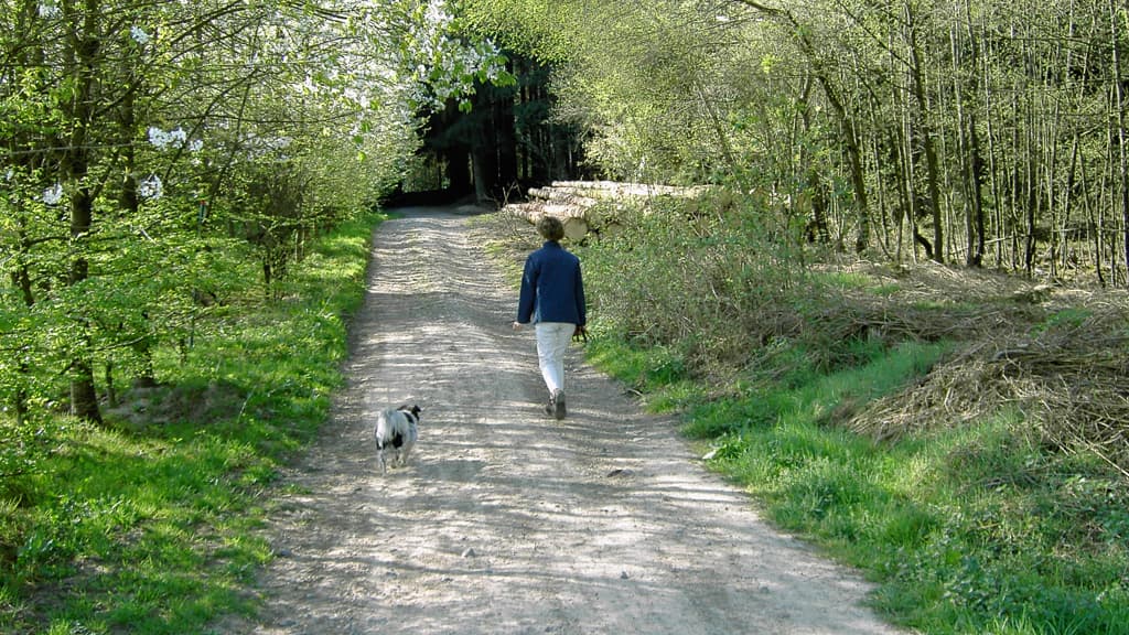 Dog park - Sømosen (Dronninglund Storskov)