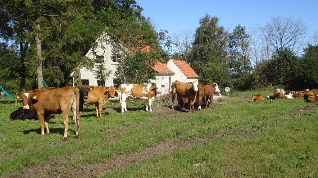 Krogsøgård helårs feriehus på landet