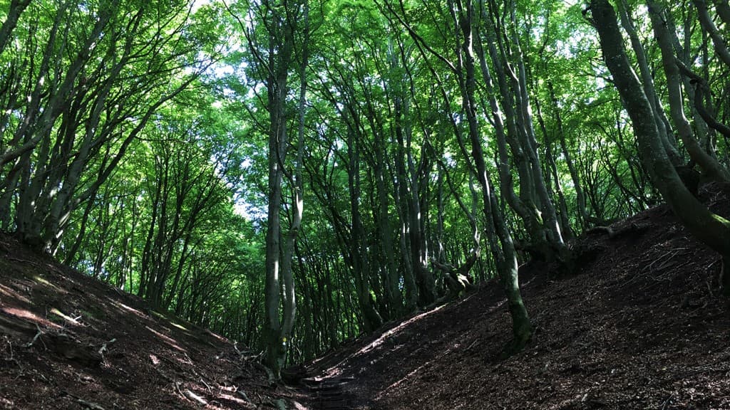 The Gastronomy trail