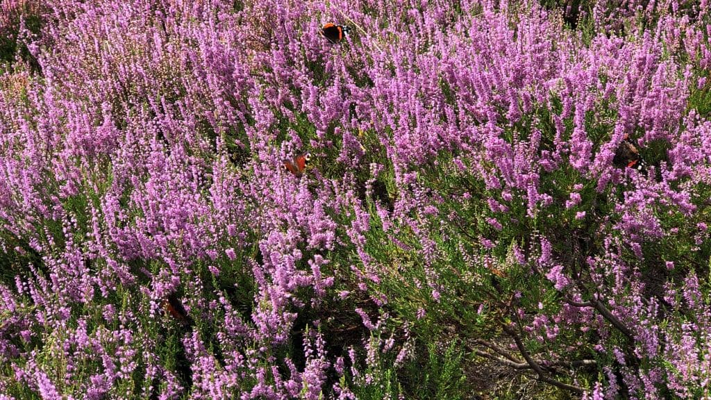 Rebild Bakker National Park