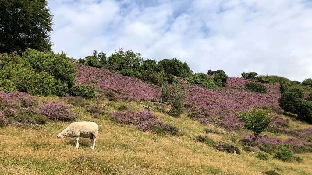 Rebild Bakker National Park