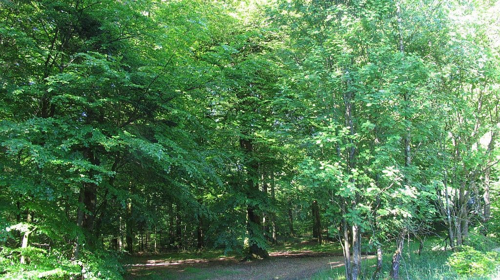 Ritmesterens Bøg (Beech)