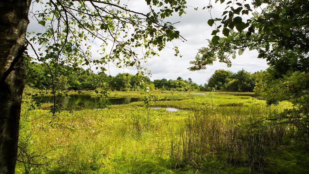 Dronninglund Forest and Sømosen