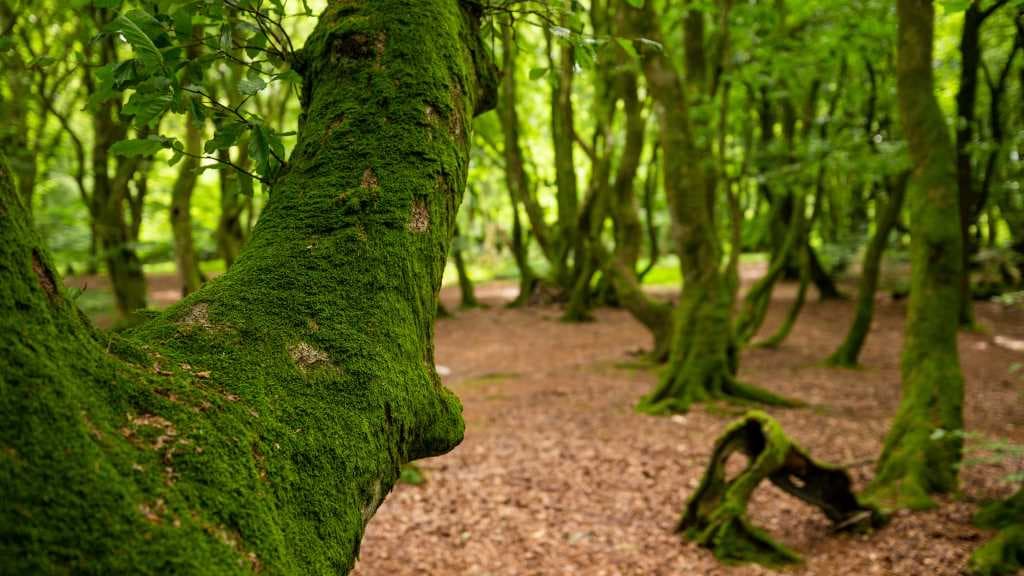 Troldeskoven | The Troll Forest