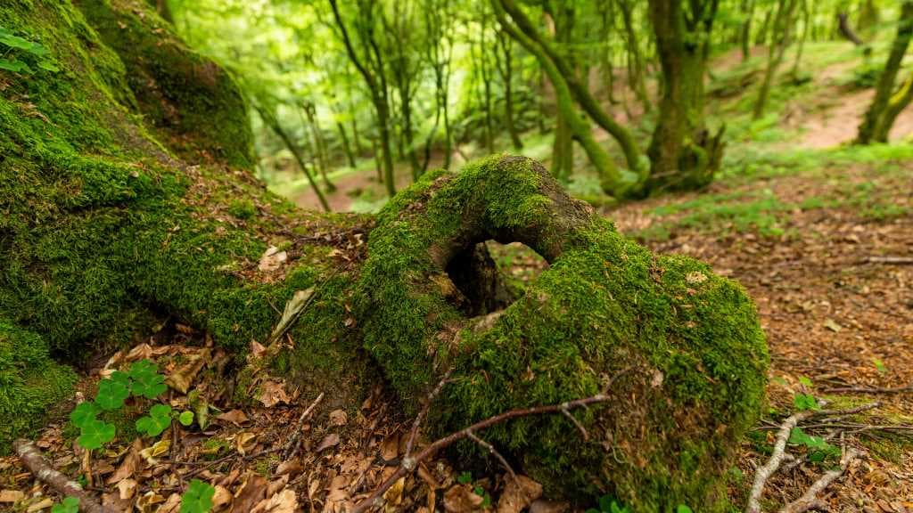 Troldeskoven | The Troll Forest