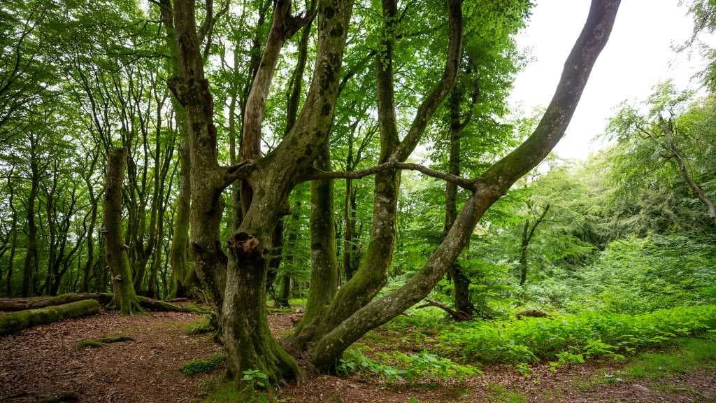 Troldeskoven | The Troll Forest