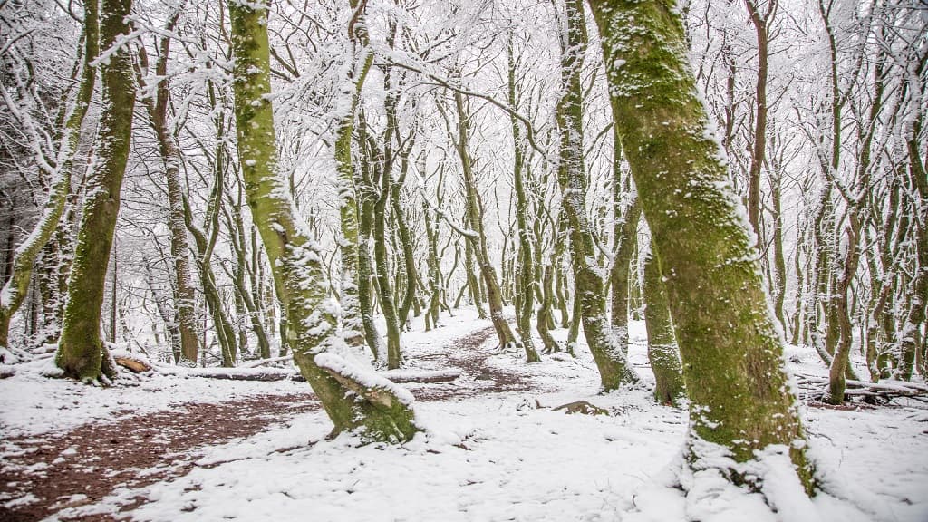 Troldeskoven | The Troll Forest