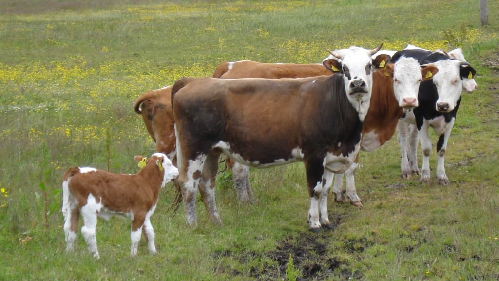 Enggaard Bed & Breakfast