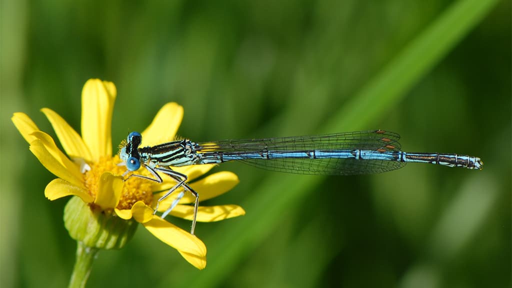 Barsbøl Damselfly