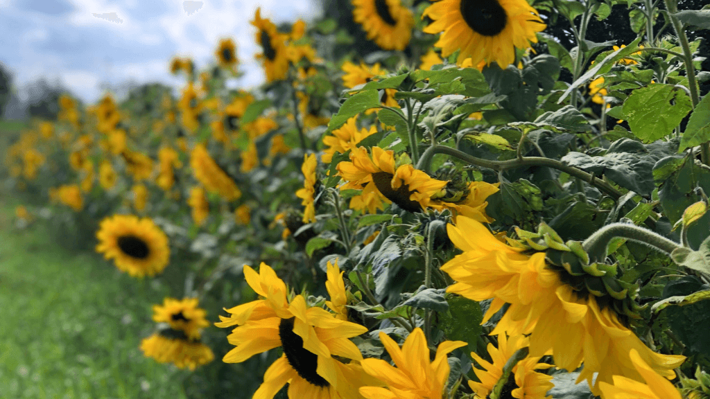 Farm Shop in Gedsted, Himmerland