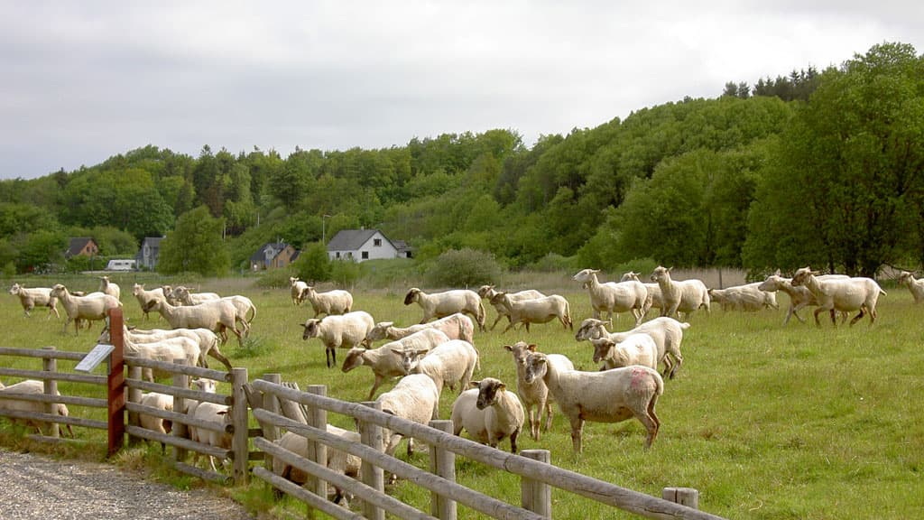 Halkær Å Camping Site